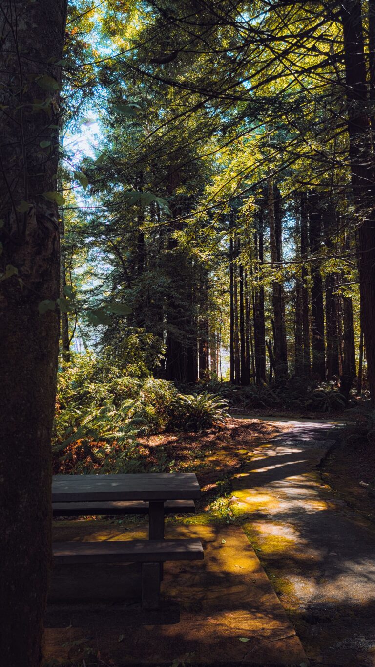 A wooden picnic bench beside a winding path through a dense forest, with warm sunlight filtering through tall trees and ferns.