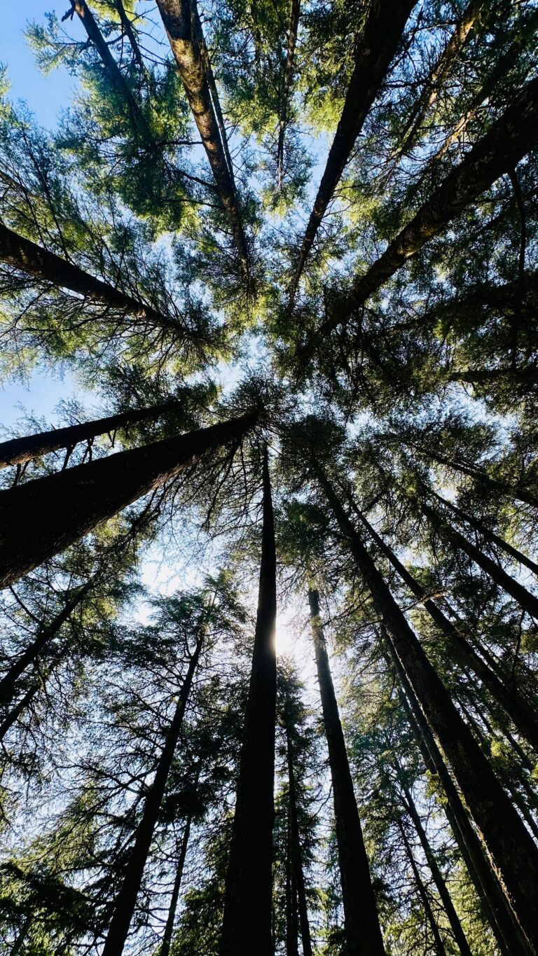 Tall trees rise overhead in a sunlit forest, their leafy green canopy framing patches of bright blue sky.